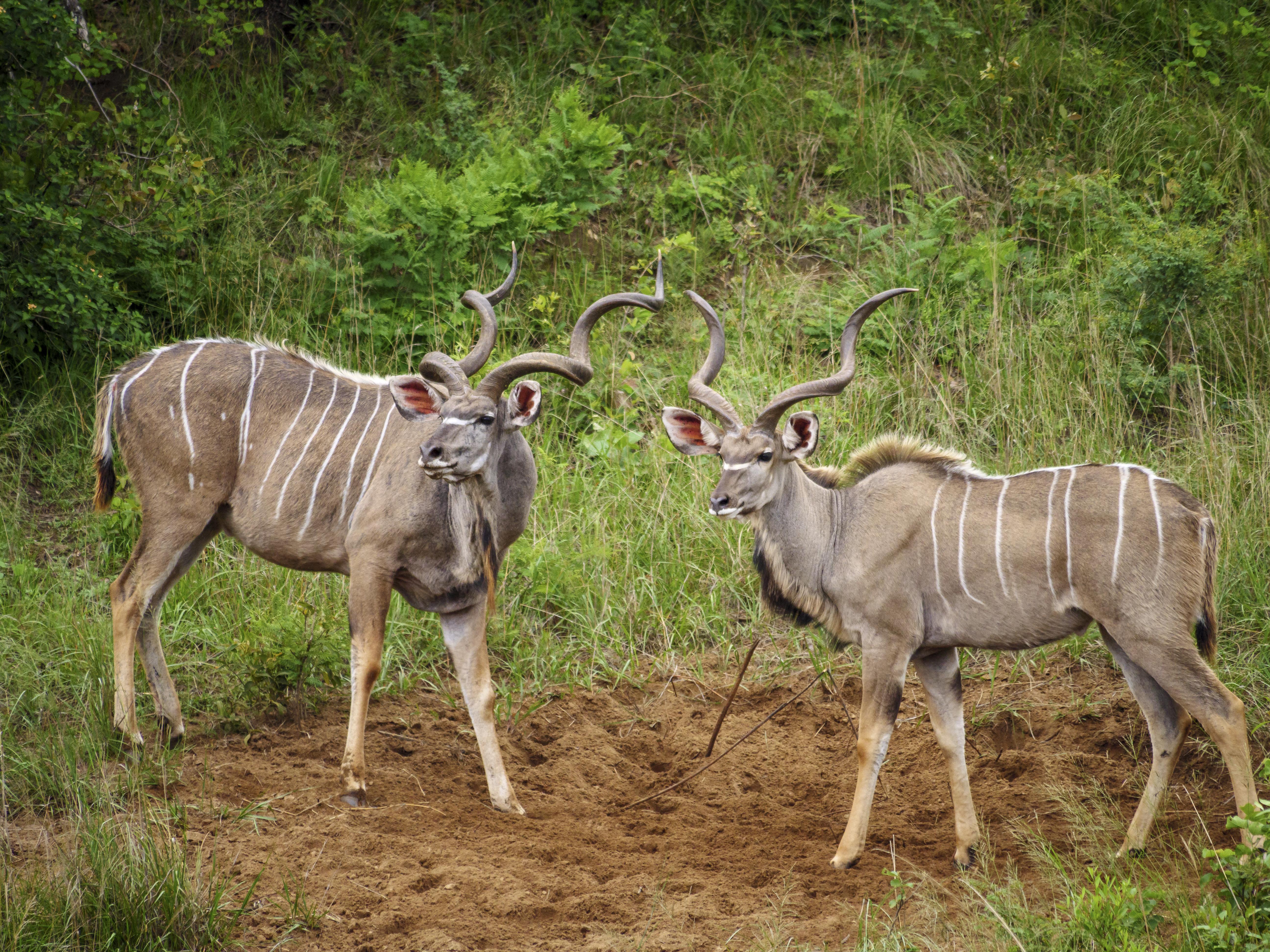 Nkomazi Game Reserve By Newmark Badplaas Exterior foto